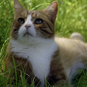 Pretty Cats Wallpapers icon