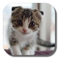 Scottish Fold Cat LWP on 9Apps