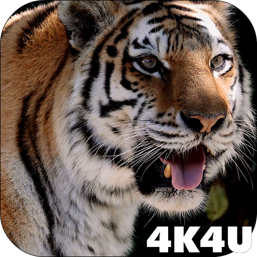 4K MightyTiger Video Live Wallpaper icon
