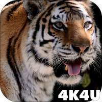 4K MightyTiger Video Live Wallpaper