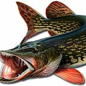 Симулятор щуки