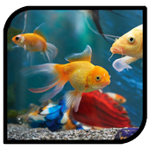 3D Fish Aquarium Live Wallpaper HD icon