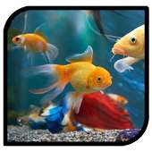 3D Fish Aquarium Live Wallpaper HD on 9Apps