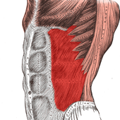 Anatomy: Atlas of Muscles icon