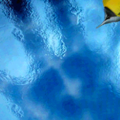 Yellow Orange Fish LWP icon