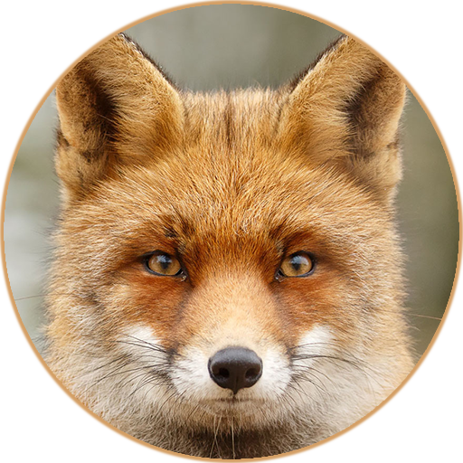 Fox Sounds and Ringtone icon
