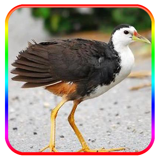 Caller voice of the Bird Amaurornis phoenicurus icon