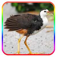 เสียงผู้โทรของ Amaurornis phoenicurus Pengku Ruin on 9Apps