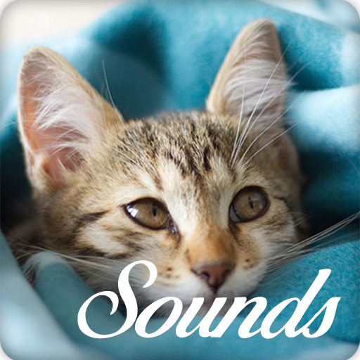 Cat and Kitten Sounds Ringtone Audio icon