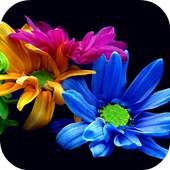 Flowers Live Wallpaper on 9Apps