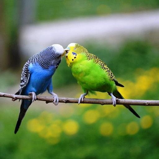 Budgie Bird Wallpapers HD icon