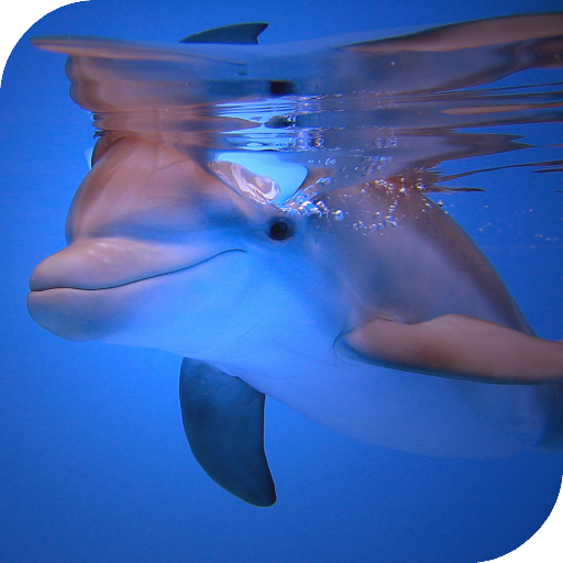 Dolphins HD Live Wallpaper icon