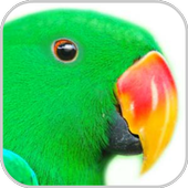 How To Draw Bird icon