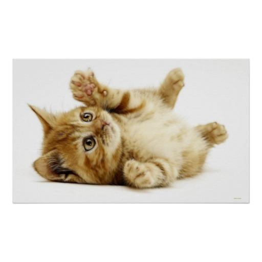 Cat Cute HD Wallpaper icon