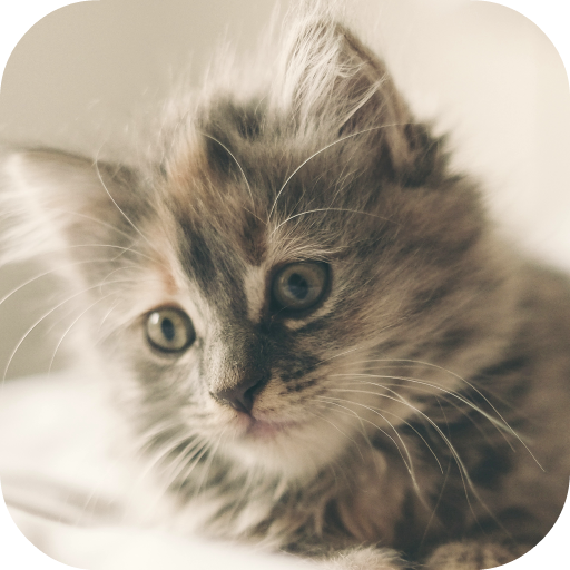Kitten Wallpaper icon