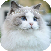 Cat Cute Wallpaper icon