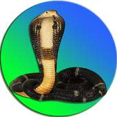 ular foto lelucon on 9Apps