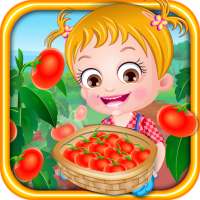 Baby Hazel Tomato Farming