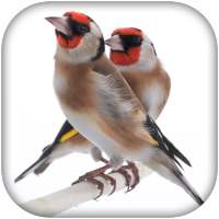 صوت طائر الحسّون on 9Apps