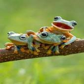 Frog Picture Wall Clock App icon