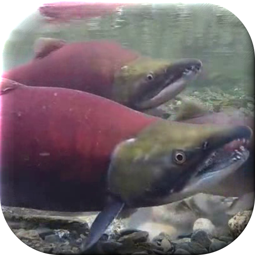 Fish Live Wallpaper icon