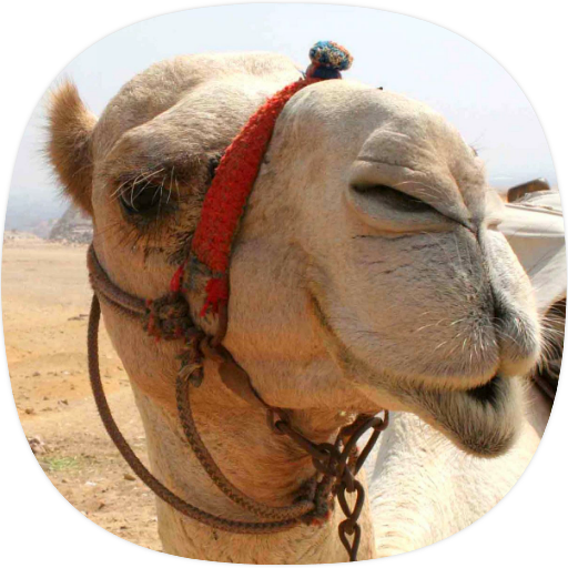 Camel Sounds icon