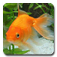 aniPet Goldfish LiveWallpaper on 9Apps