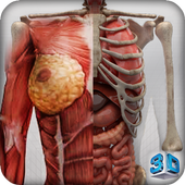 Female 3d anatomy - VR Atlas иконка