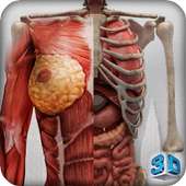 Female 3d anatomy - VR Atlas on 9Apps