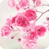 Flower Wallpapers on 9Apps