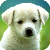 Dog Puzzle icon