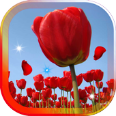 Amazing Tulips live wallpaper icon
