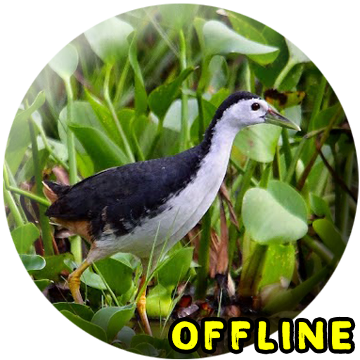 Suara Burung Ruak Ruak MP3 أيقونة