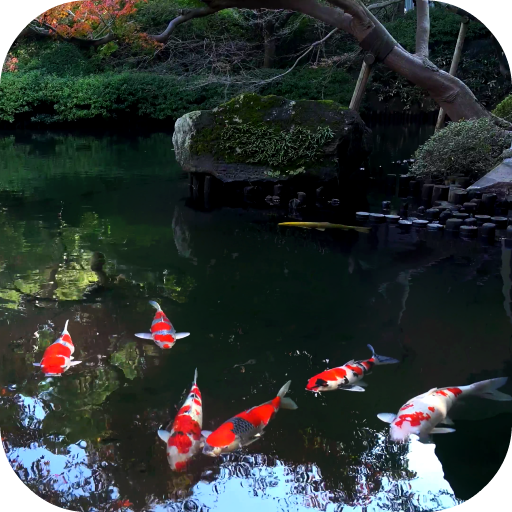 Koi Fish Live Video Wallpaper icon