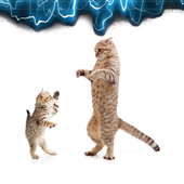 Kitty Cat Sounds icon