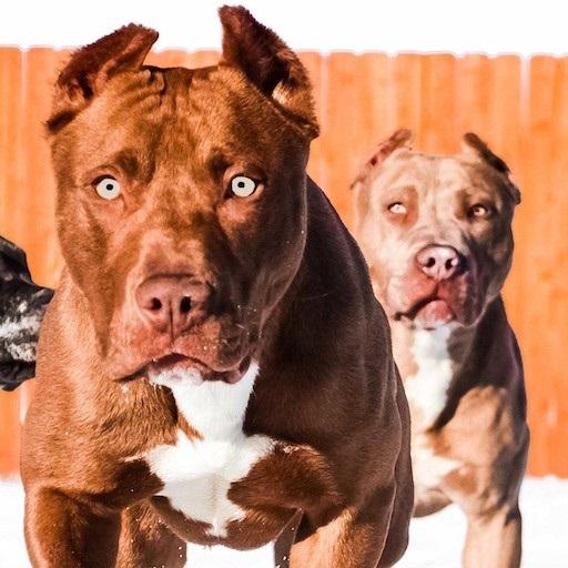 Pitbull Wallpapers icon