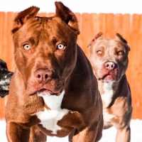 Pitbull Wallpapers on 9Apps