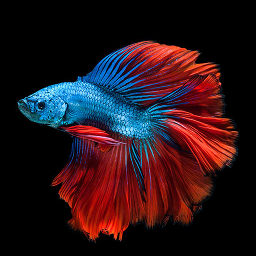 Betta Fish Wallpapers HD icon