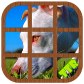 Pitbull Sliding Puzzle icon