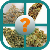 Guess the Marijuana! icon