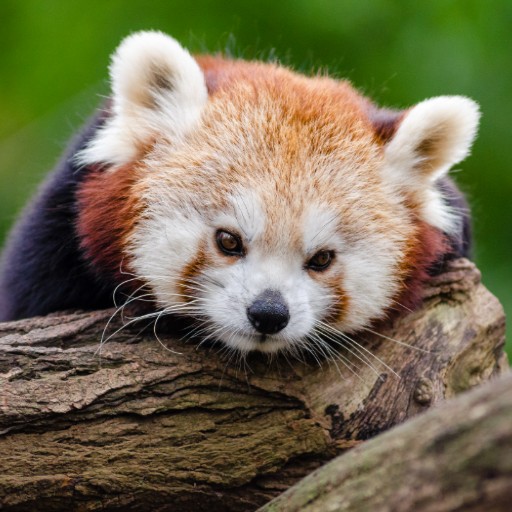 GUESS THE ANIMAL QUIZ icon