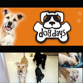 Dog Days Tempe icon