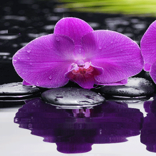 Purple Orchid Live Wallpaper icon
