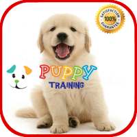 Puppy Training