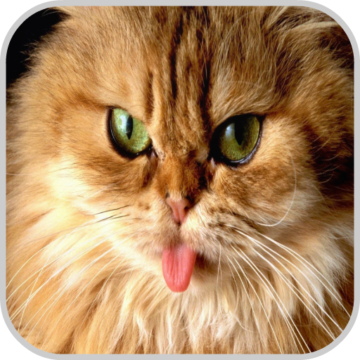 Cat Wallpaper HD Pictures icon