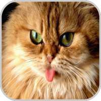 Cat Wallpaper HD Pictures