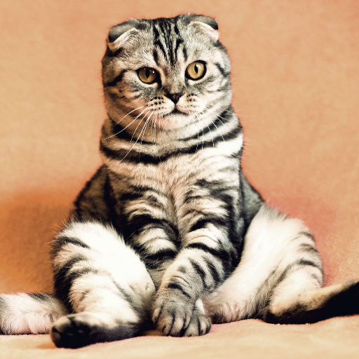 Cat Language Guide - Understand Cat Behavior icon