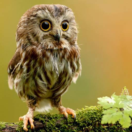 Cute Owl Wallpaper icon