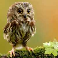 Cute Owl Wallpaper on 9Apps