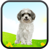 Real Talking Puppy icon